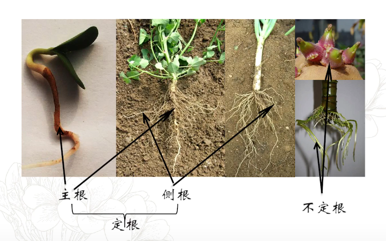 【中国农业大学】植物学 刘朝辉 孟雷（88讲） - 哔哩哔哩