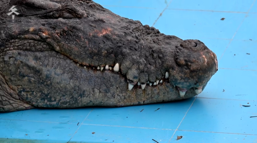 【亲临实拍】"鳄鱼王"小河的真实处境到底如何? - 哔哩哔哩