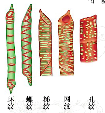 【中国农业大学】植物学 刘朝辉 孟雷（88讲） - 哔哩哔哩
