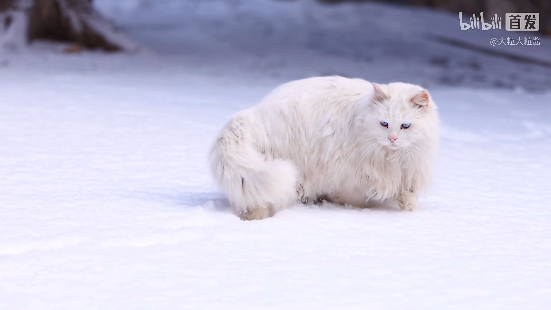 最后请不要冲动养猫狮子猫不是布偶猫的平替,狮子猫