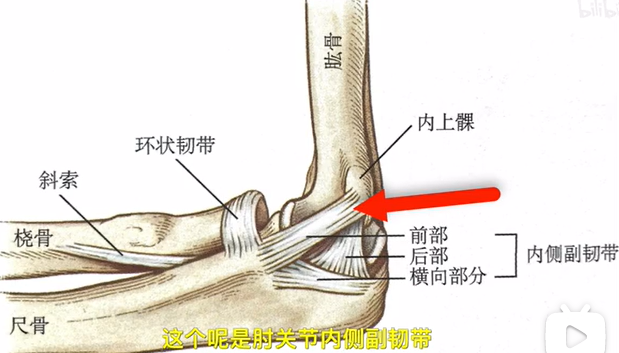 肘关节内侧副韧带连接着尺骨和肱骨膝关节内侧和外侧有很多韧带连接着