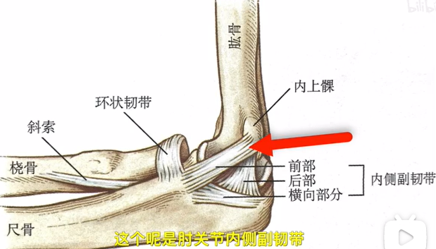 肱骨横韧带图片