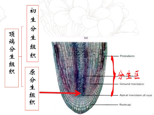 【中国农业大学】植物学 刘朝辉 孟雷(88讲) - 哔哩哔哩