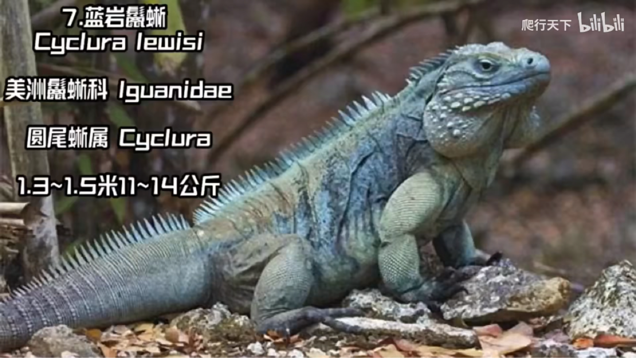世界十大蜥蜴盘点! - 哔哩哔哩