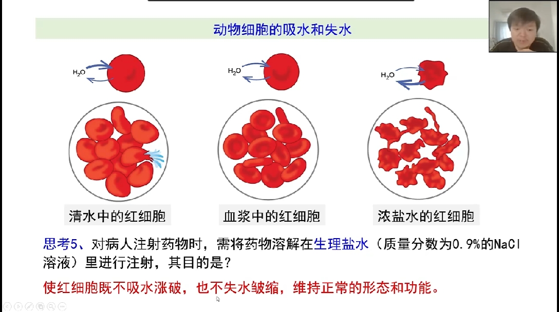 红细胞吸水图片