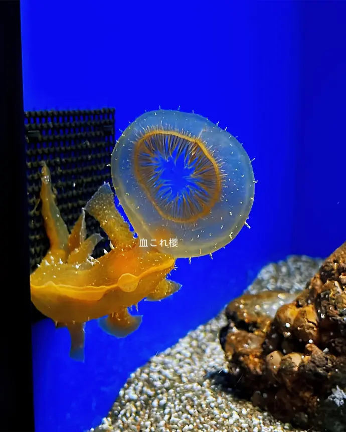 池袋阳光水族馆饲养的大嘴海蛞蝓