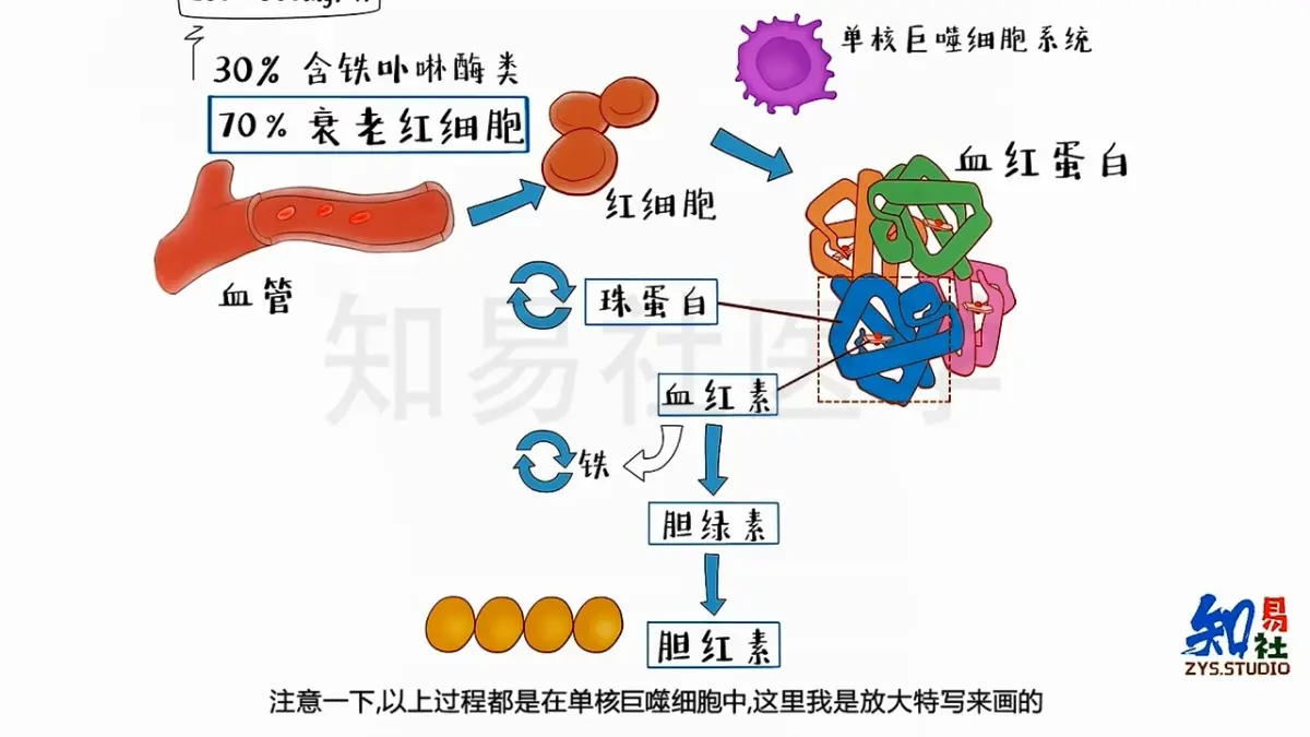 胆红素代谢途径图ppt图片