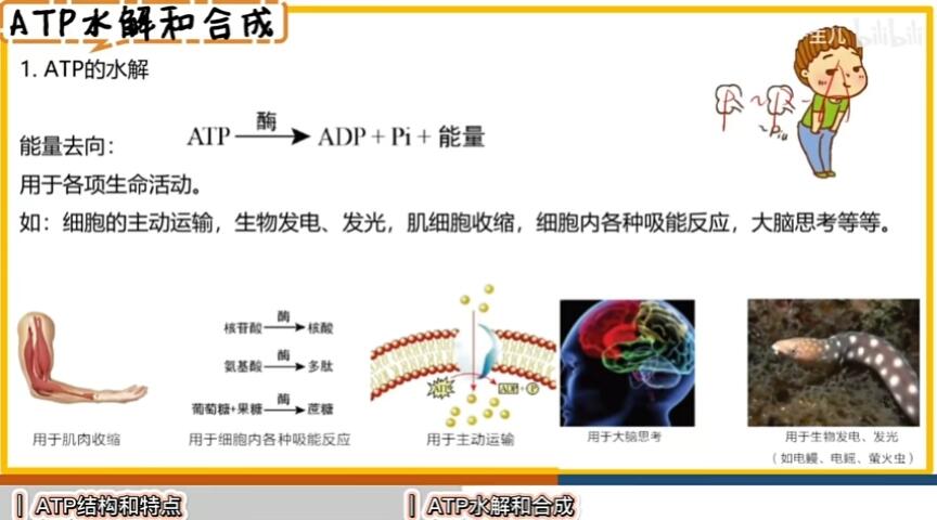 喜欢放p的ATP来喽~ | 知识【高中生物必修1】 - 哔哩哔哩