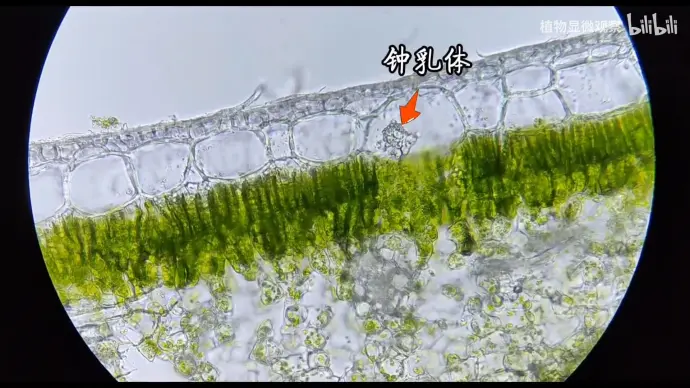 眼子菜叶横切结构图图片