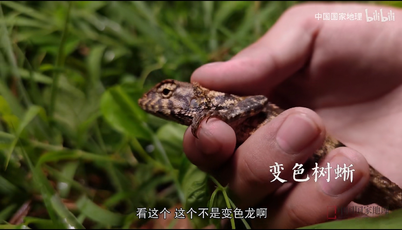 雷公鼻图片