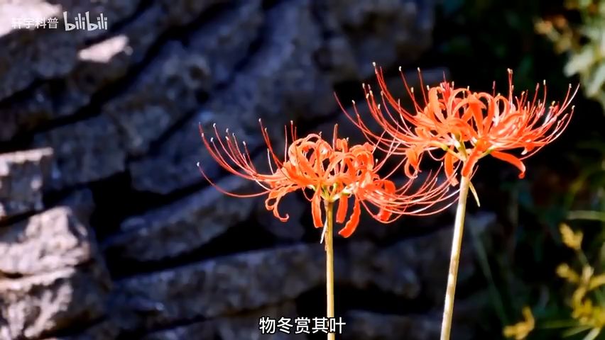 世界上最毒的五种花 千万不要乱摘 哔哩哔哩