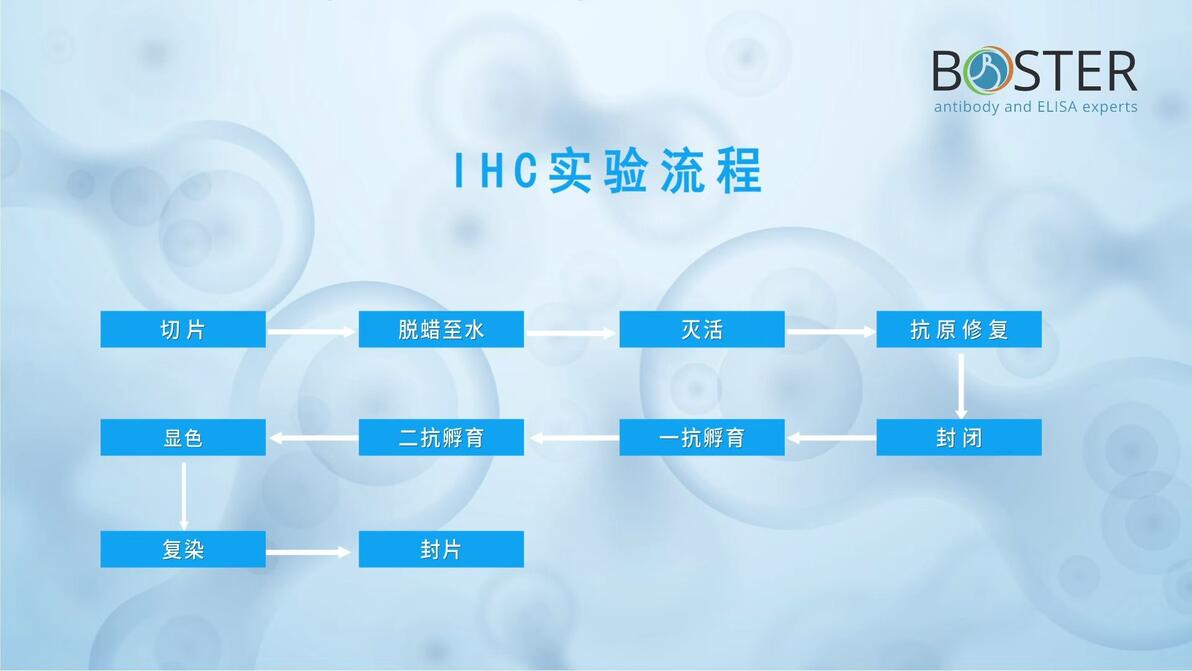 免疫组化实验 (IHC) - 哔哩哔哩