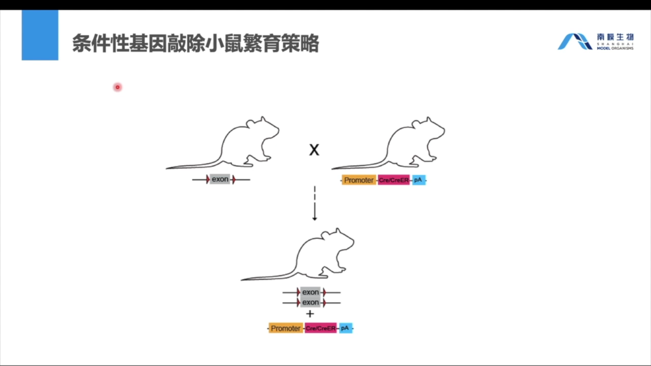 基因修飾小鼠飼養繁育及基因型鑑定策略解析