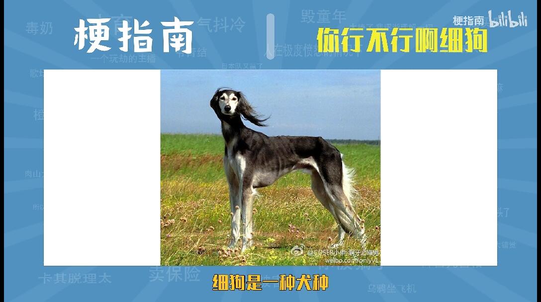 你行不行啊细狗是什么梗【梗指南】 - 哔哩哔哩