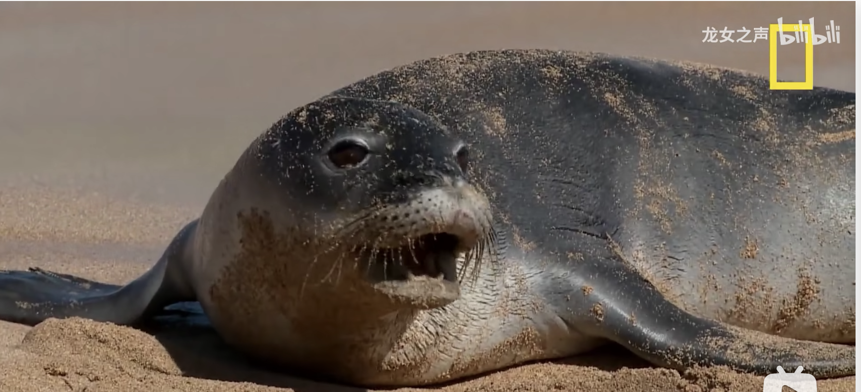 极危物种,只剩一千只1310:06加勒比僧海豹13俗称「海猫」1310