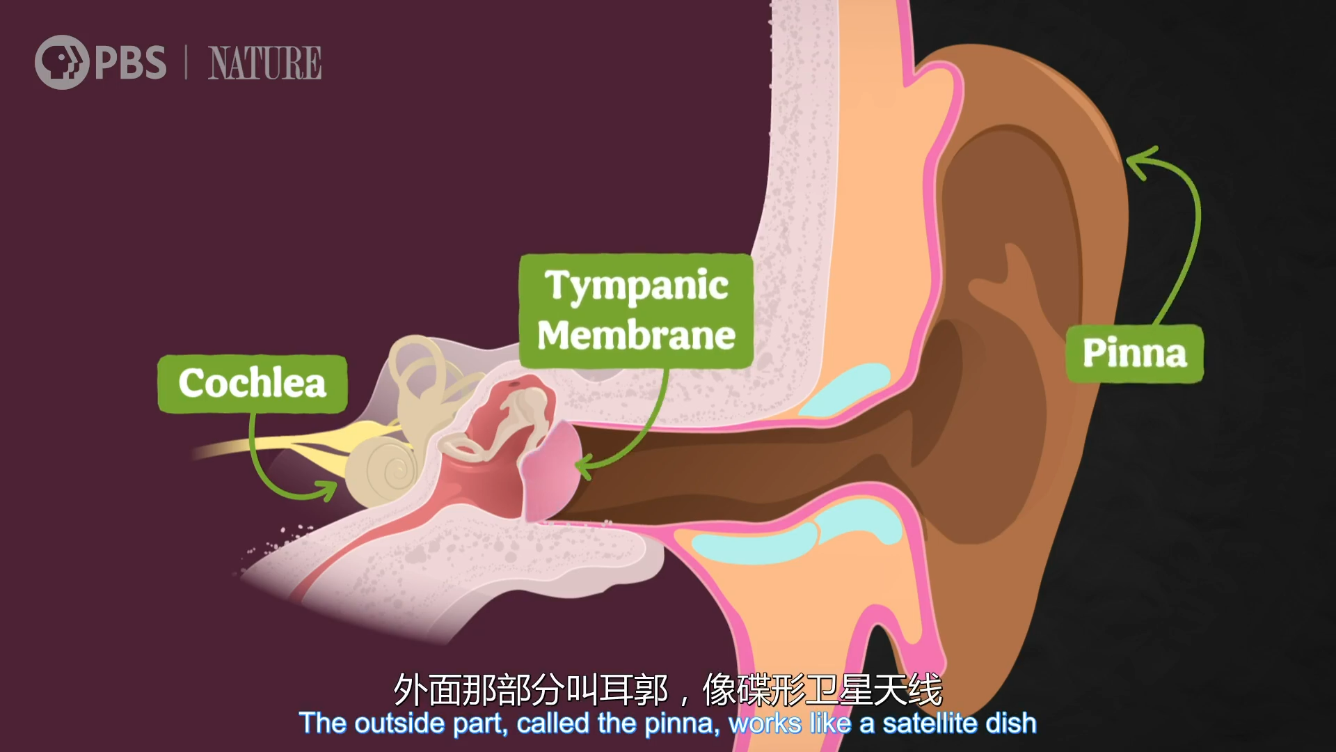 brainhearing range: 20-20000 hertz (human),  20 hz infrasound