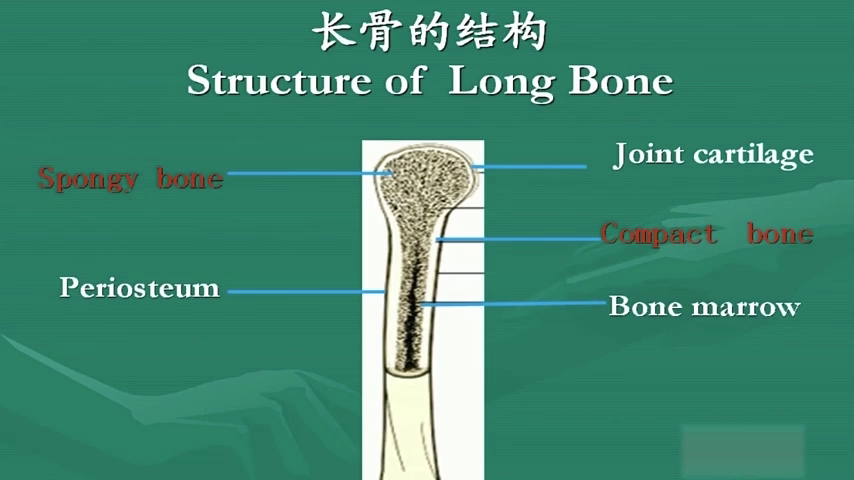 【山东大学|华中科大】组织学与胚胎学(合66讲)马保华 李和 哔哩哔