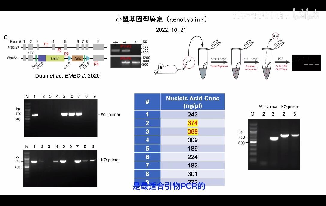 小鼠基因型鉴定(genotyping)时PCR条带弱怎么办? - 哔哩哔哩