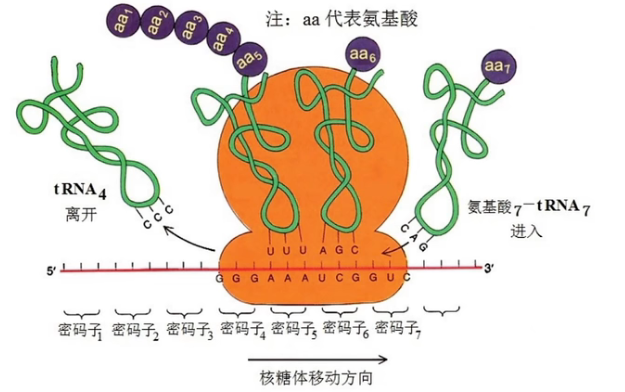 高中生物必修二基因的表達知識0基礎救星