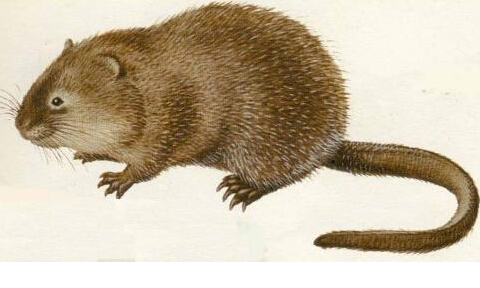 藏仓鼠简介:藏仓鼠(学名:cricetulus kamensis),别称西藏仓鼠,短尾藏