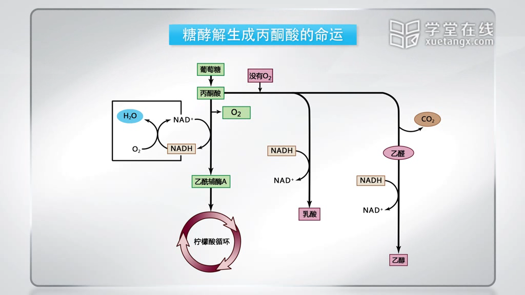 氧化磷酸化(28)-nadph从胞浆到线粒体(2)(有时候)=30或32高能电子向低