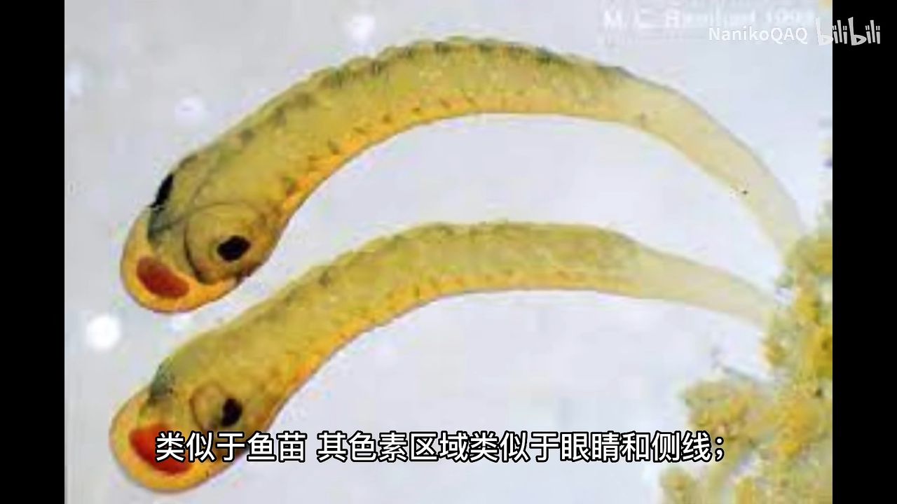 这不是小鱼,这是河蚌的幼虫囊【睡前软体动物学207】 - 哔哩哔哩