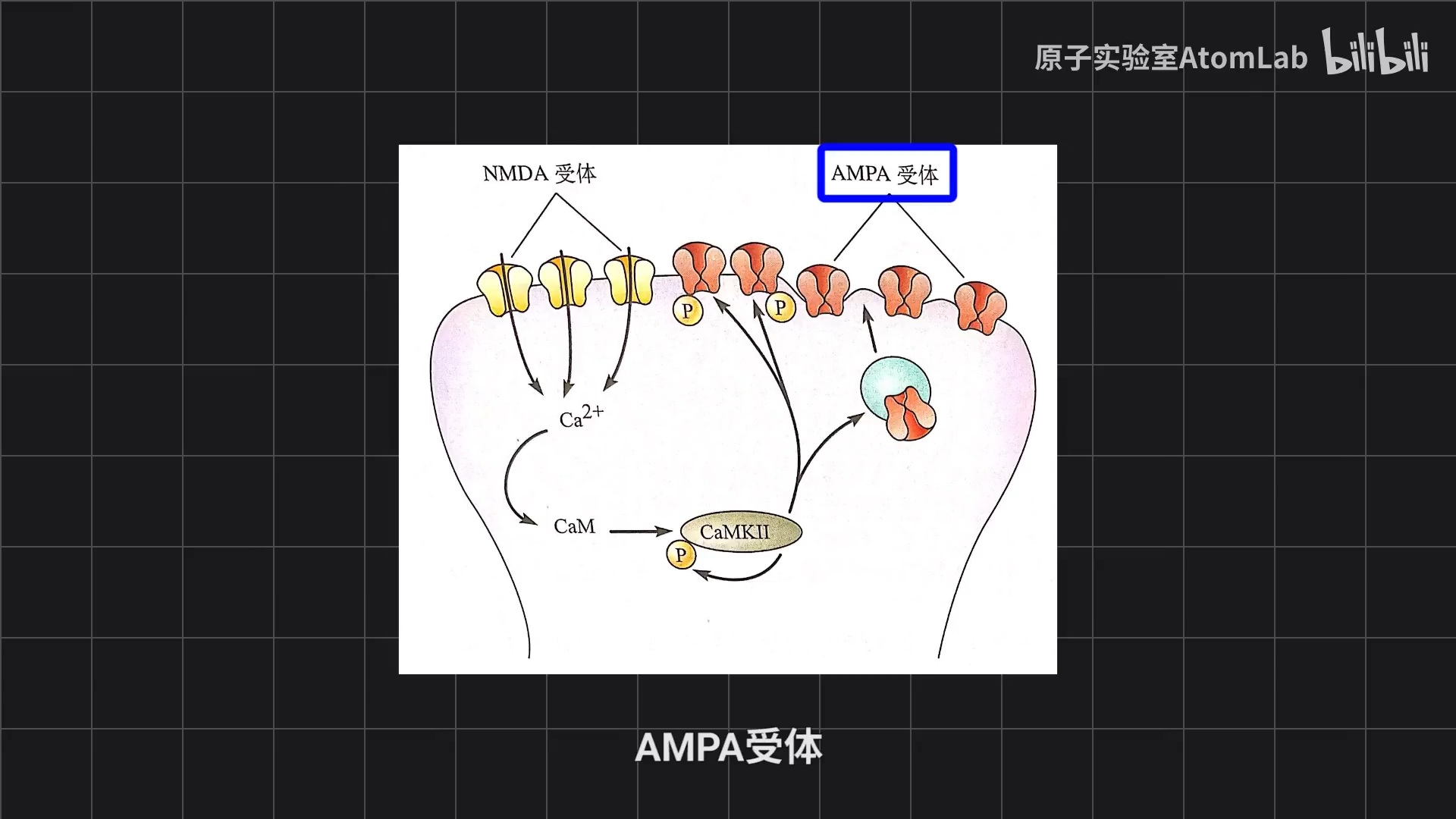 受体示意图图片