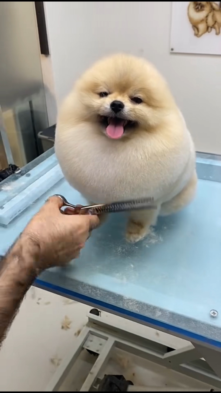 修狗勾的美容时间~ 大家都乖乖配合,时不时还要卖个萌 - 哔哩哔哩