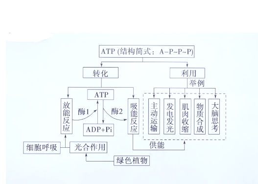 高中生物必修一 p24细胞的能量"通货"——atp - 哔哩哔哩