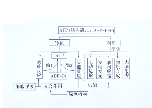 ATP的利用图片