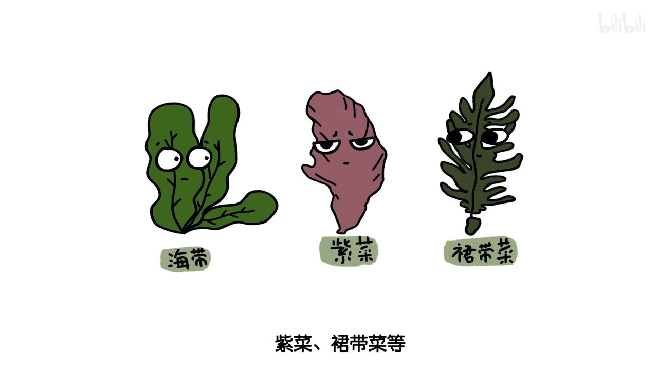 【科普】海草和海藻到底有什么区别? - 哔哩哔哩