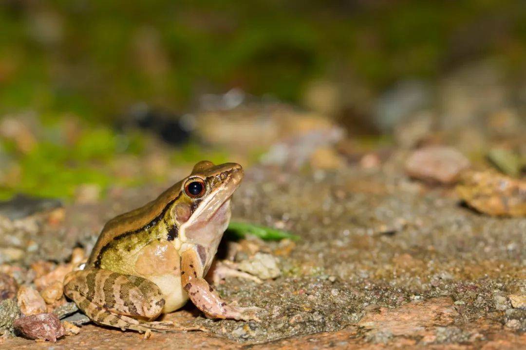 【亮记生物鉴定】网络热传生物鉴定26 - 哔哩哔哩
