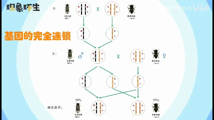 基因不完全连锁过程图图片