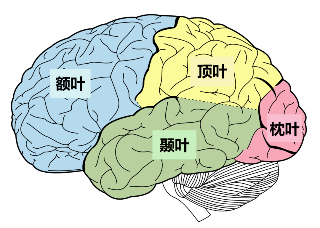 聽覺:顳葉*投射面積取決於各部位在機能方面的重要程度頭部在運動區的