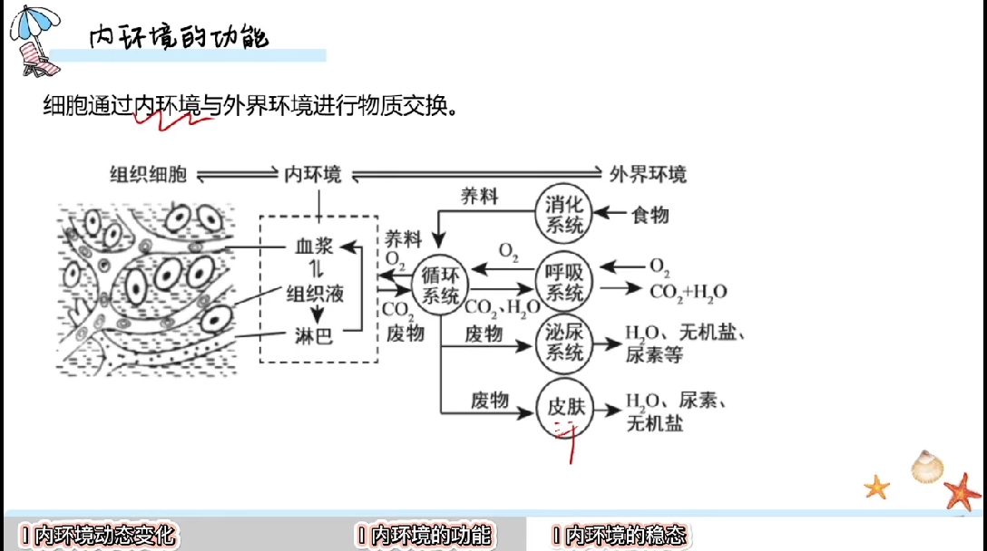 内环境物质交换图解图片