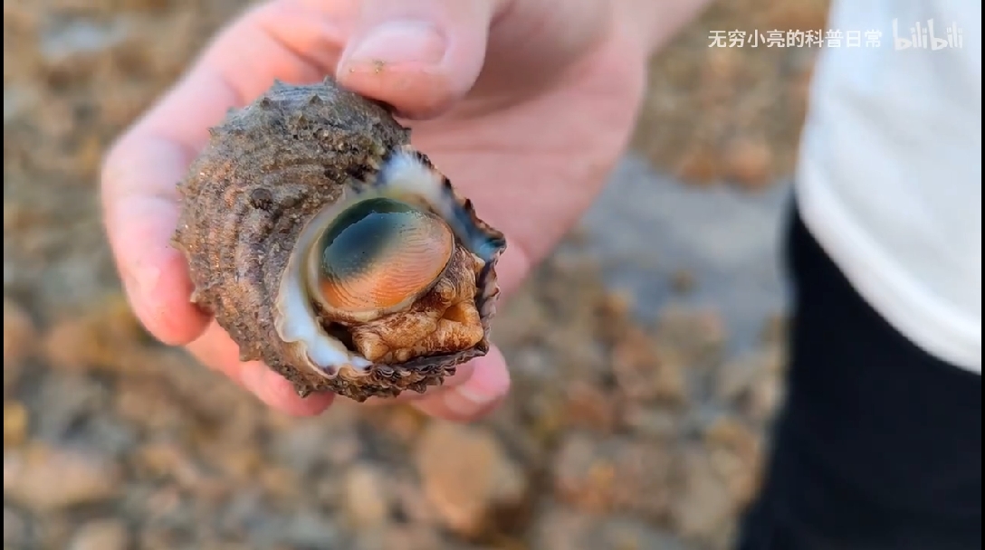 沙蠶有毒,不能吃沙蠶在分類學上屬於環節動物門,多毛綱,遊走目,沙蠶科