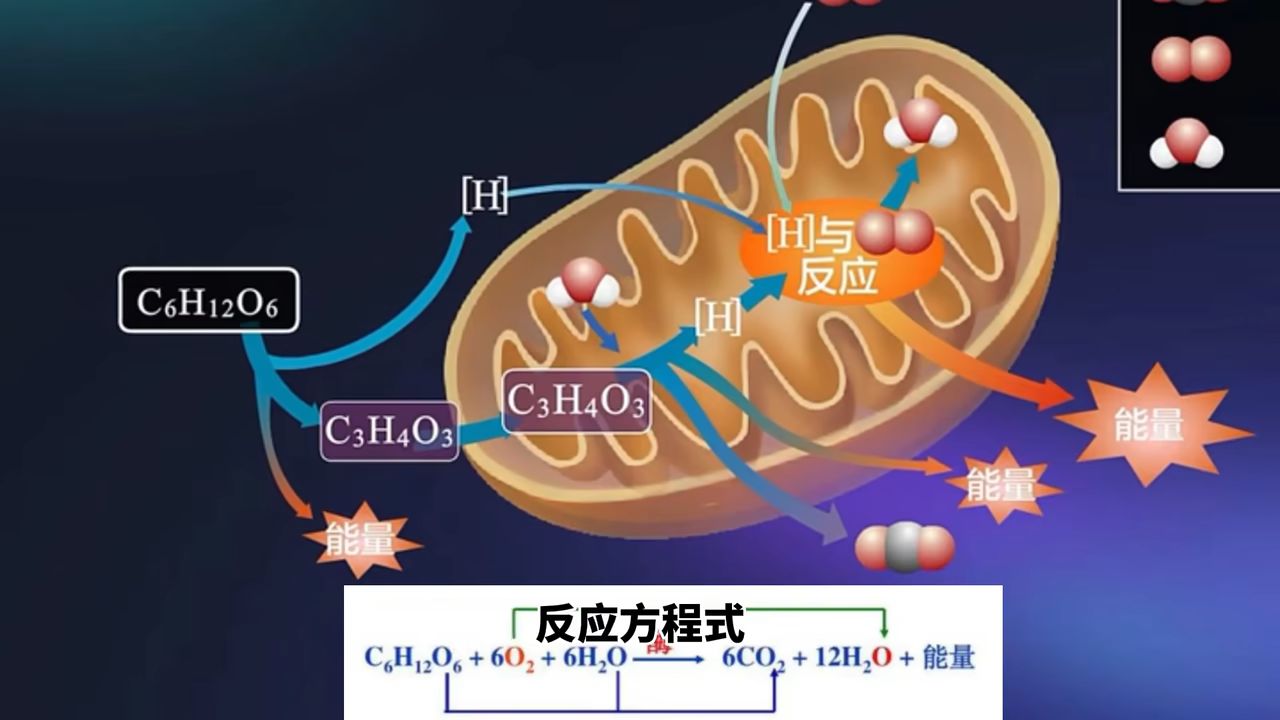 有氧呼吸为人体活动提供90%的能量【理论依据】要懂得回城补血补蓝,不
