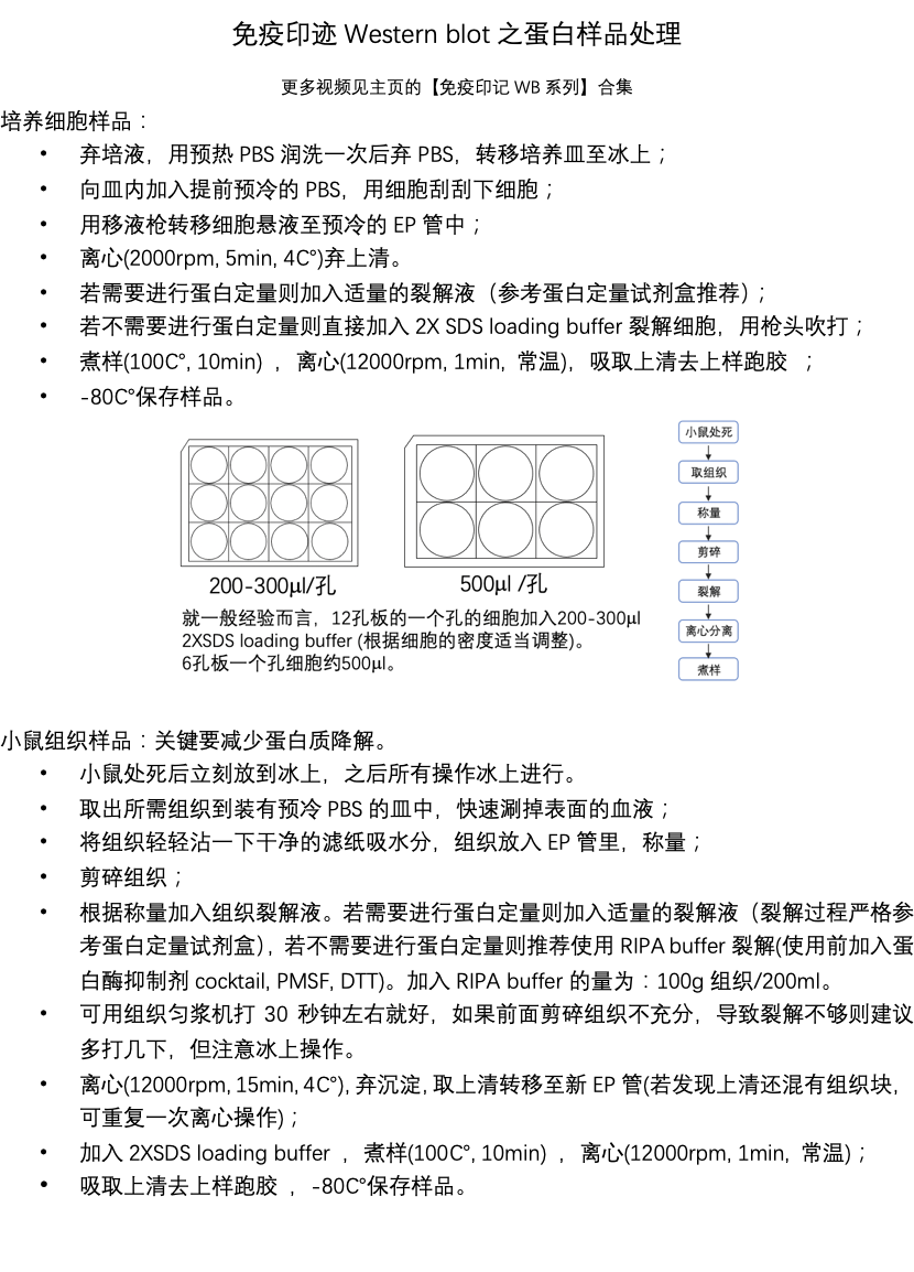 Western Blot western blot