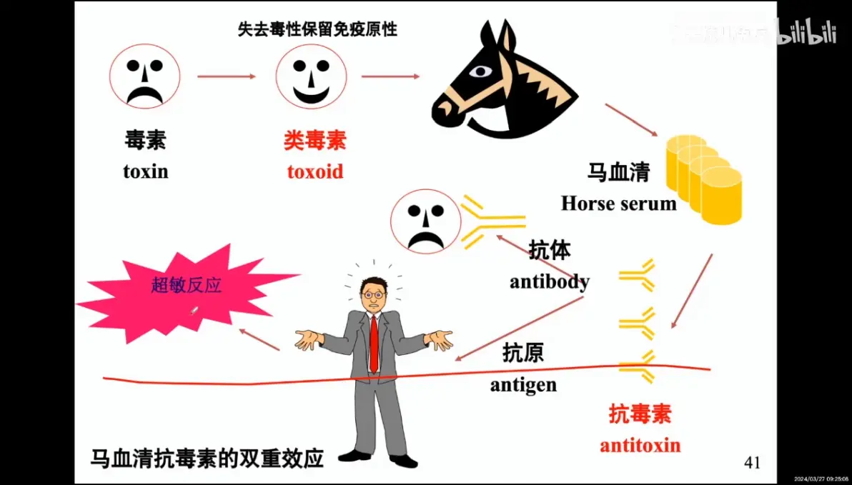 两种抗原都没有,血清里两种抗体却都在