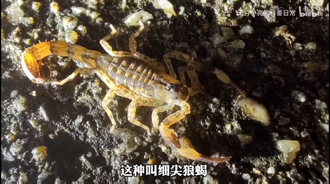 看上去跟两个针似的别名:海南双针蝎1301:33133,细尖狼蝎分布区域