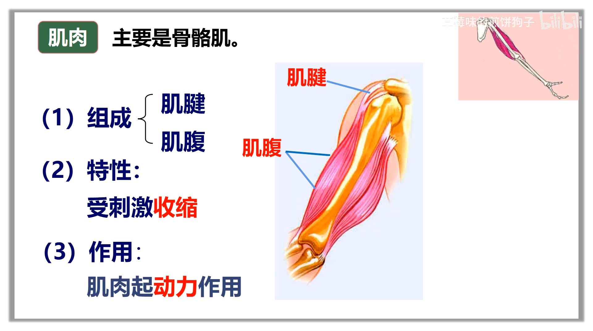 骨骼肌结构图初二生物图片