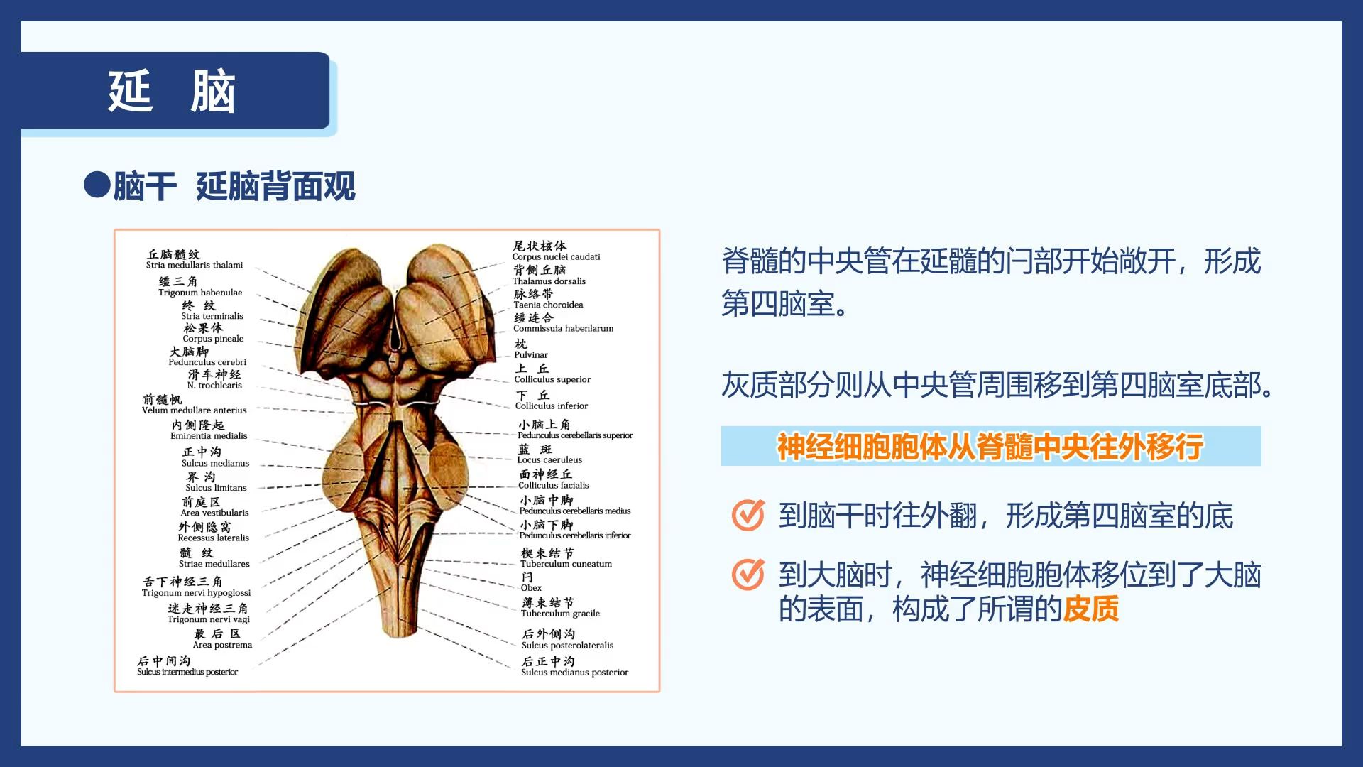 脑干背面观图片