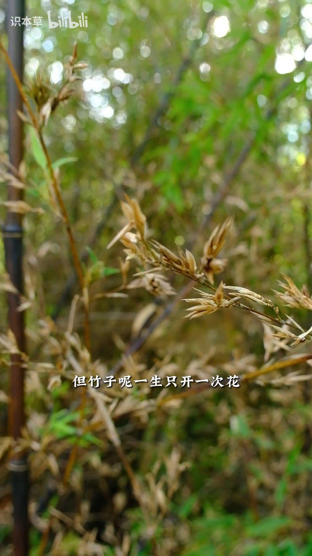 禾本科的竹子,说到底还是一根大草,开花结籽完了就是它的宿命,不过竹米确实好吃。 - 哔哩哔哩