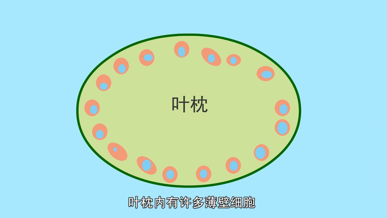 含羞草会害羞竟然是因为这个 - 哔哩哔哩