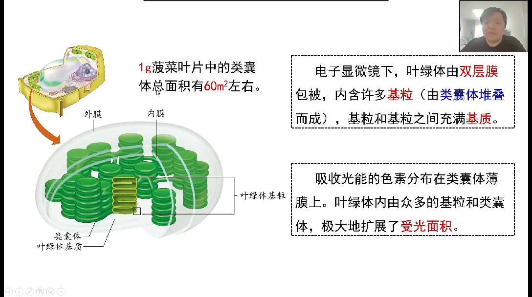 叶绿体的类囊体薄膜图片