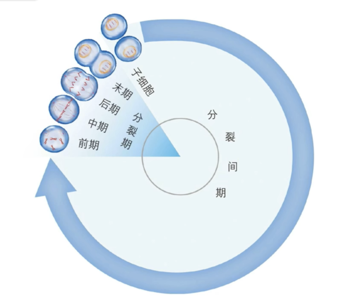 甲紫溶液染色体染色图片