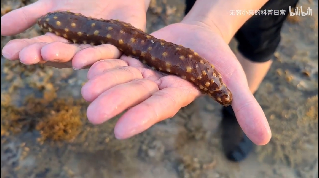 亮记赶海三亚鹿回头赶海