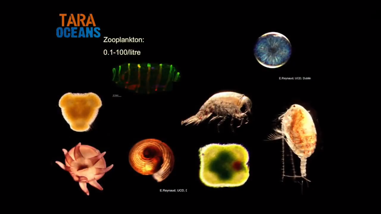 can help maintain equilibrium in ocean ecosystem1327:0813