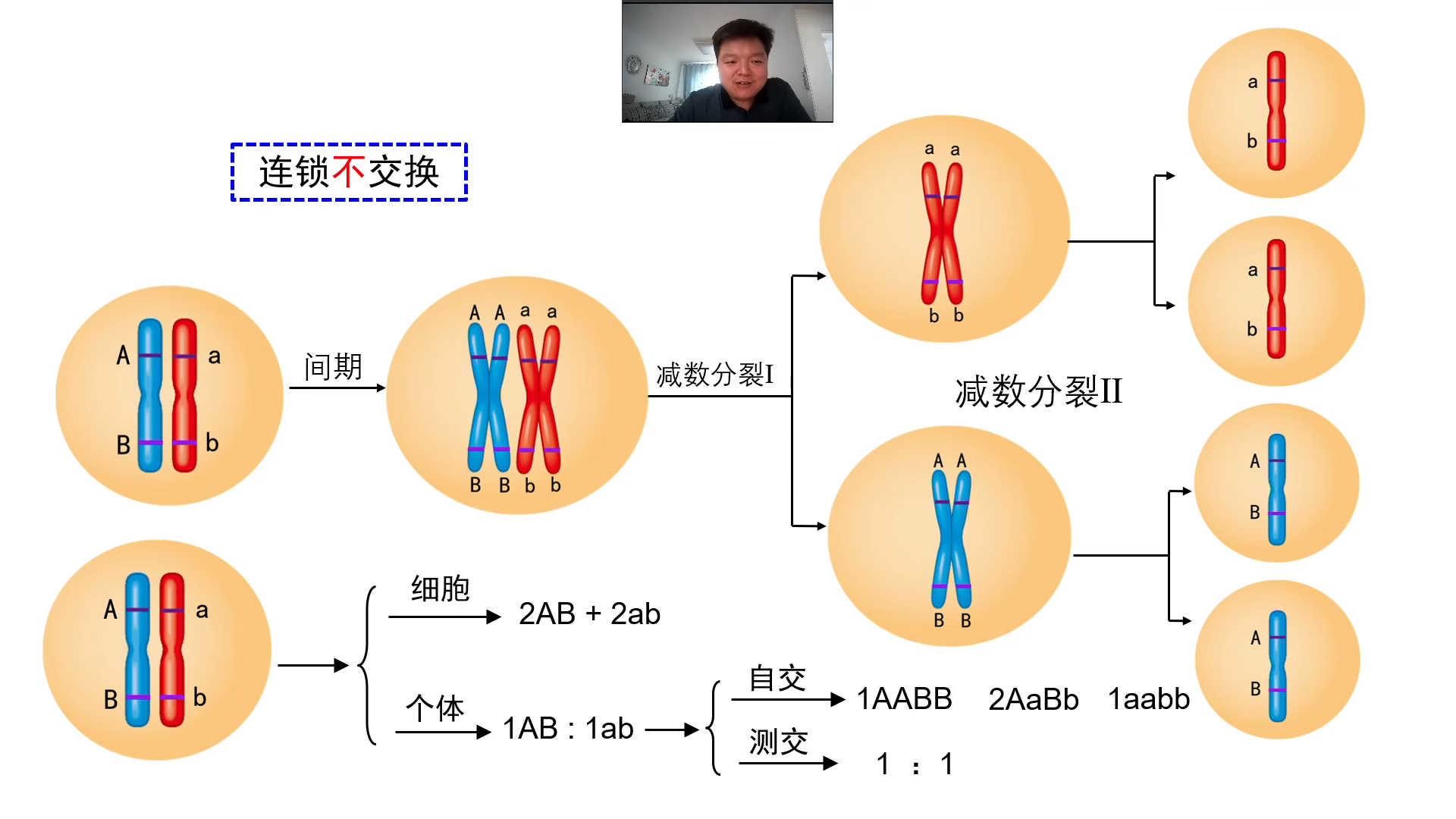 基因在染色体上的位置图片