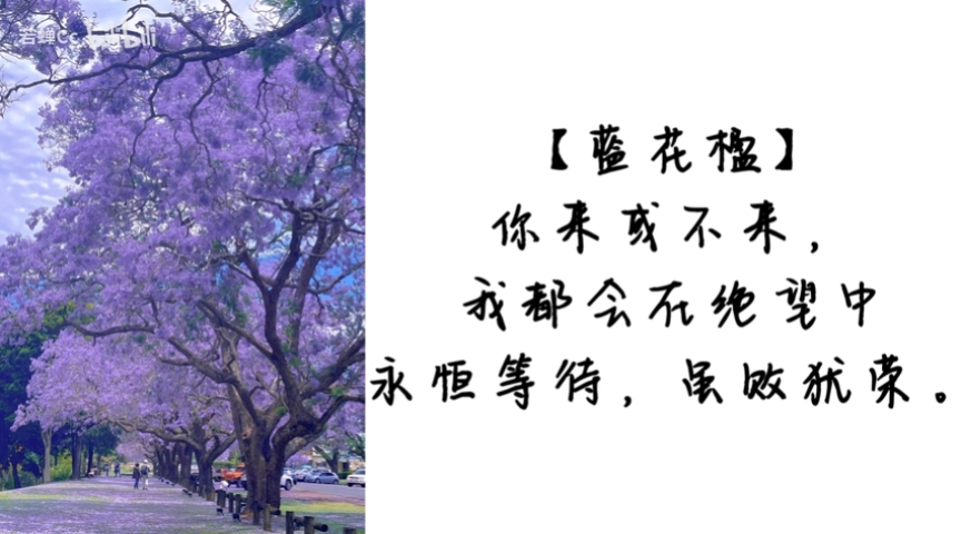 花语文案 |"你不敢说的话,就让花替你说吧" - 哔哩哔哩